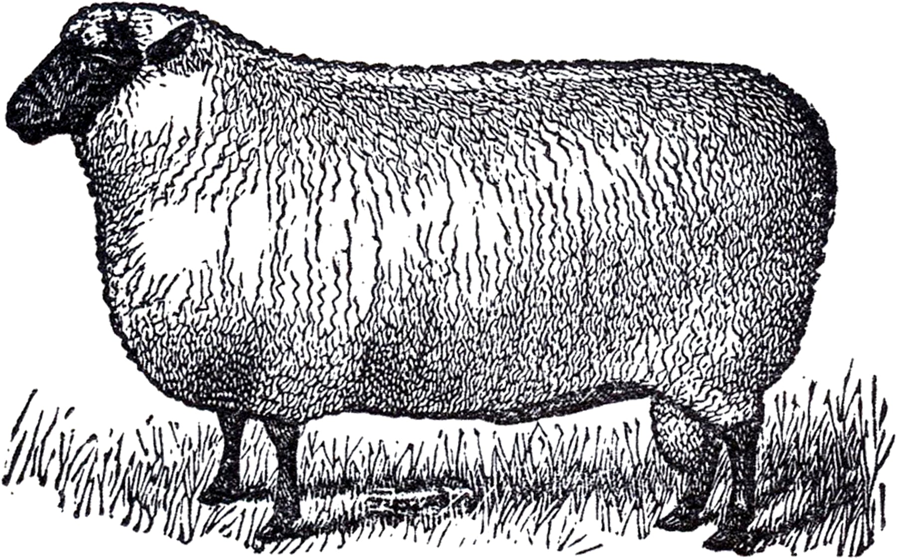 Joseph's Coat Yarn